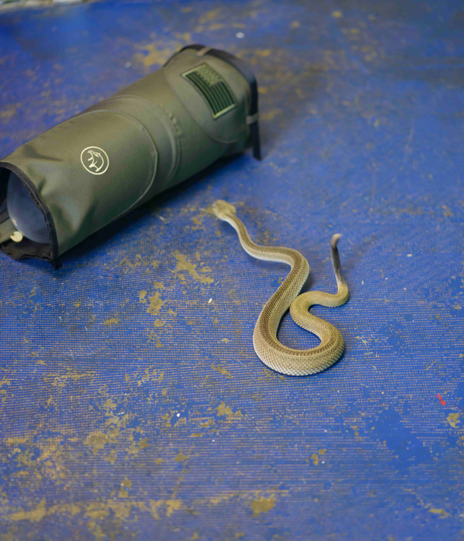 How to Prepare for a Hiking Trip (Protect Yourself from Snake Bite)